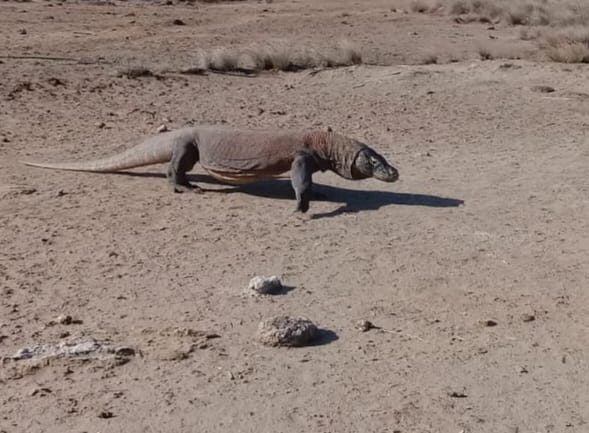 Komodo Island